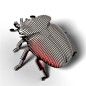 Eugy Goliath Beetle 111