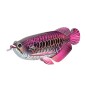 Eugy Asian Arowana Eugy Asian Arowana